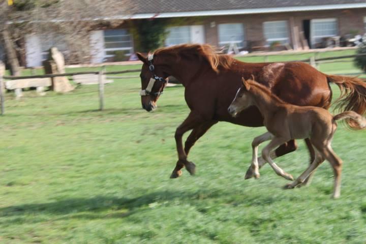 Residential Horse Club Costa Brava Santa Cristina d'Aro Room photo